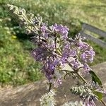 Imagem de Buddleia-japonesa