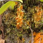 Imagem de Bulbophyllum cupreum