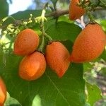 Imagem de Ameixa-do-Peru