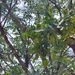 Imagem de Pau-ferro-africano