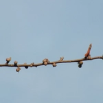 Imagem de Bursera schlechtendalii