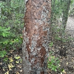 Imagem de pau-mulato