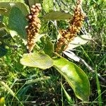 Imagem de Murici-do-campo