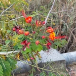 Imagem de Flamboyant-de-jardim