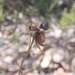 Imagem de Orquídea-pato