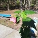 Imagem de Abutilon
