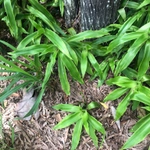 Imagem de Planta de cesta