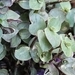 Imagem de Tradescantia-nanica