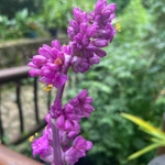 Imagem de Tradescantia-nanica
