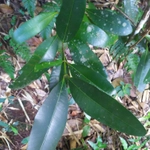 Imagem de Guanandi