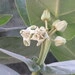Imagem de Flor-de-seda