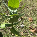 Imagem de Flor-de-seda