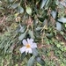 Imagem de Camélia-do-chá