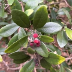 Imagem de Canela-branca