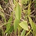 Imagem de Biri-amarelo