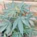 Imagem de Maconha