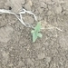 Imagem de <em class="gbifHl">Cannabis sativa ruderalis</em>
