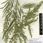 Imagem de <em class="gbifHl">Cannabis sativa sativa</em>