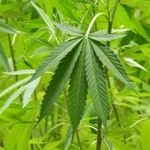 Imagem de Maconha