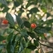 Imagem de Pimenta