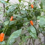 Imagem de Pimenta-de-cheiro