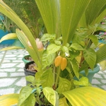 Imagem de Pimenta-de-cheiro