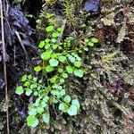 Imagem de Quebra-pedra