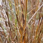 Imagem de Carex buchananii