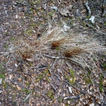 Imagem de Carex comans