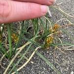 Imagem de Carex pumila
