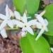 Imagem de Carambola-de-espinho