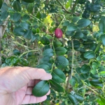 Imagem de Natal-plum