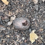 Imagem de Noz pecan