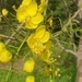 Imagem de Chuva-de-ouro