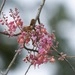 Imagem de Cássia-Rosa