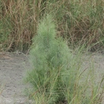 Imagem de Casuarina