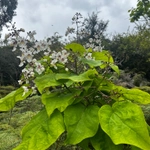 Imagem de catalpa