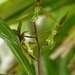 Imagem de Catasetum barbatum é popularmente conhecida como "catasetum"
