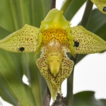 Imagem de Orquídea Cola-de-sapateiro