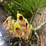 Imagem de catasetum