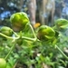Imagem de Orquídea-cara-de-macaco