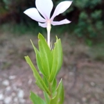 Imagem de Vinca