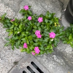 Imagem de Vinca