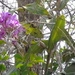 Imagem de Cattleya amethystoglossa
