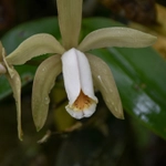 Imagem de Orquídea boca de lobo