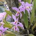 Imagem de Cattleya jenmanii é conhecida popularmente como "orquídea"