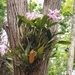 Imagem de Cattleya mendelii