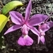 Imagem de Orquídea