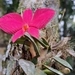 Imagem de Orquídea