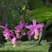 Imagem de Orquídea